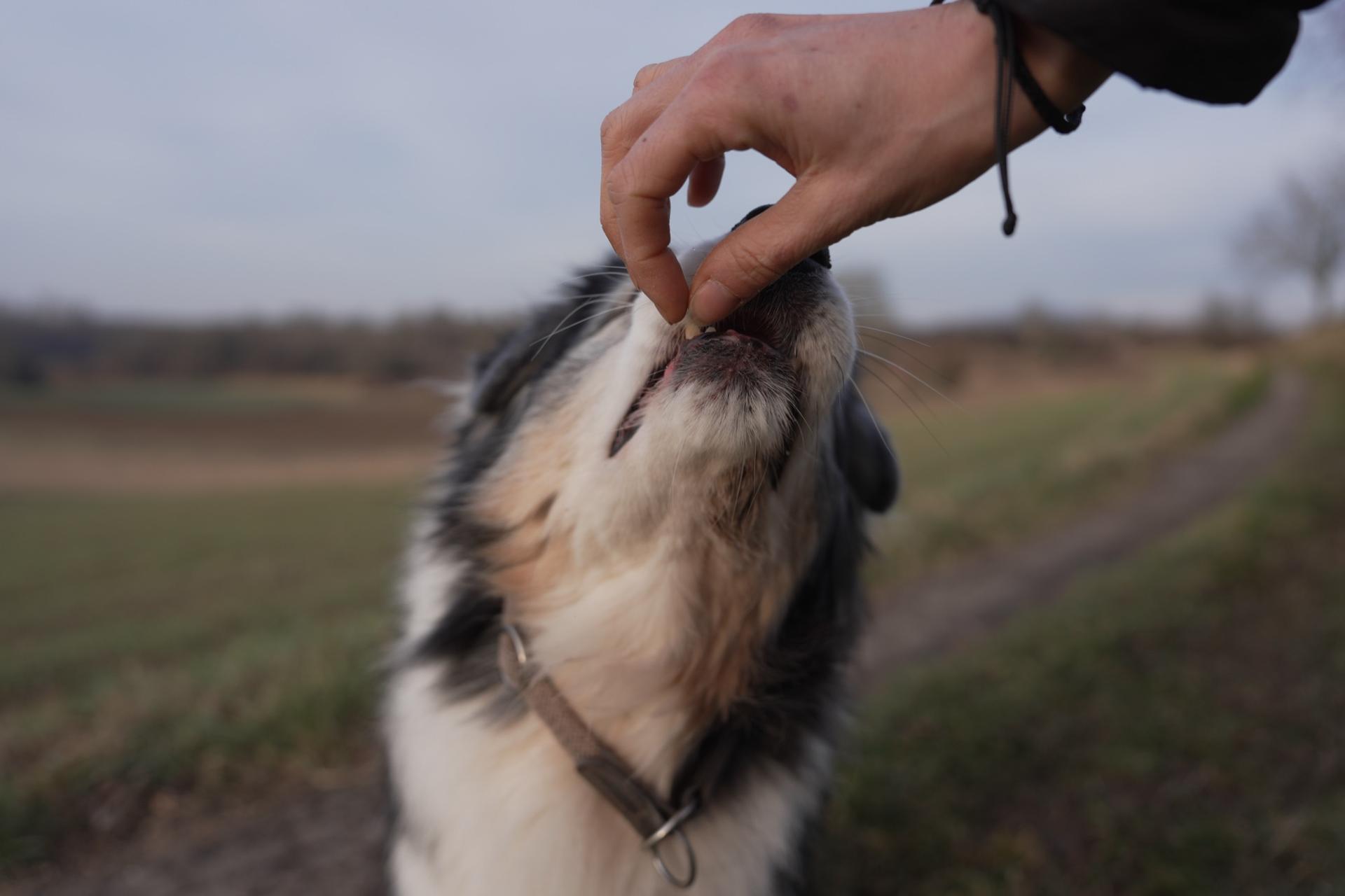 Training mit Belohnung