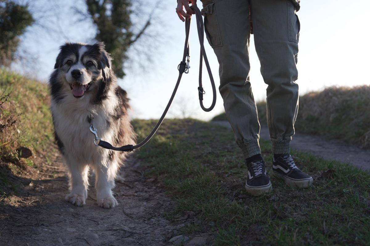 Leinenführigkeit Masterclass