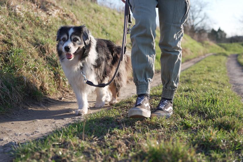 Entspannte Leinenführigkeit